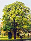 West Bengal State tree Devil Tree